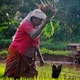 Farmer