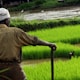 Farmer