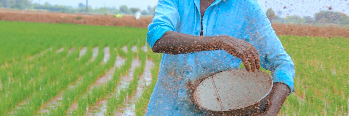 Farmer walking through crop field